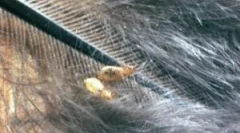 Мачка и начини да се бори против нив